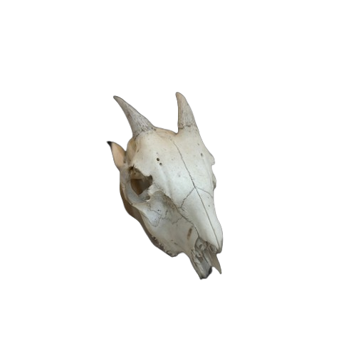 Bone generation comparison